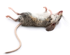 dead mouse lying on its back